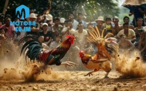 đá gà thomo trực tiếp