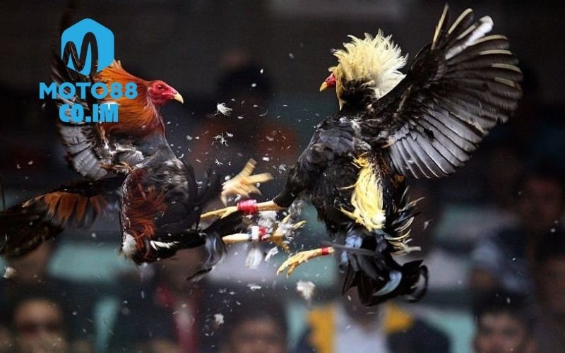 Mẹo tránh đòn hiểm của gà đối thủ: Phản xạ nhanh, thông minh 1 mẹo tránh đòn hiểm của gà đối thủ